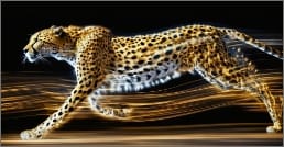Running cheetah with motion streaks.