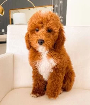 goldendoodle puppy